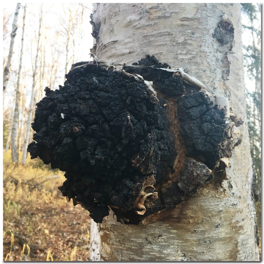 Черная чага Березовая
