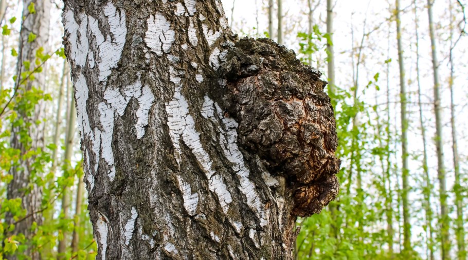 Чага (березовый гриб)