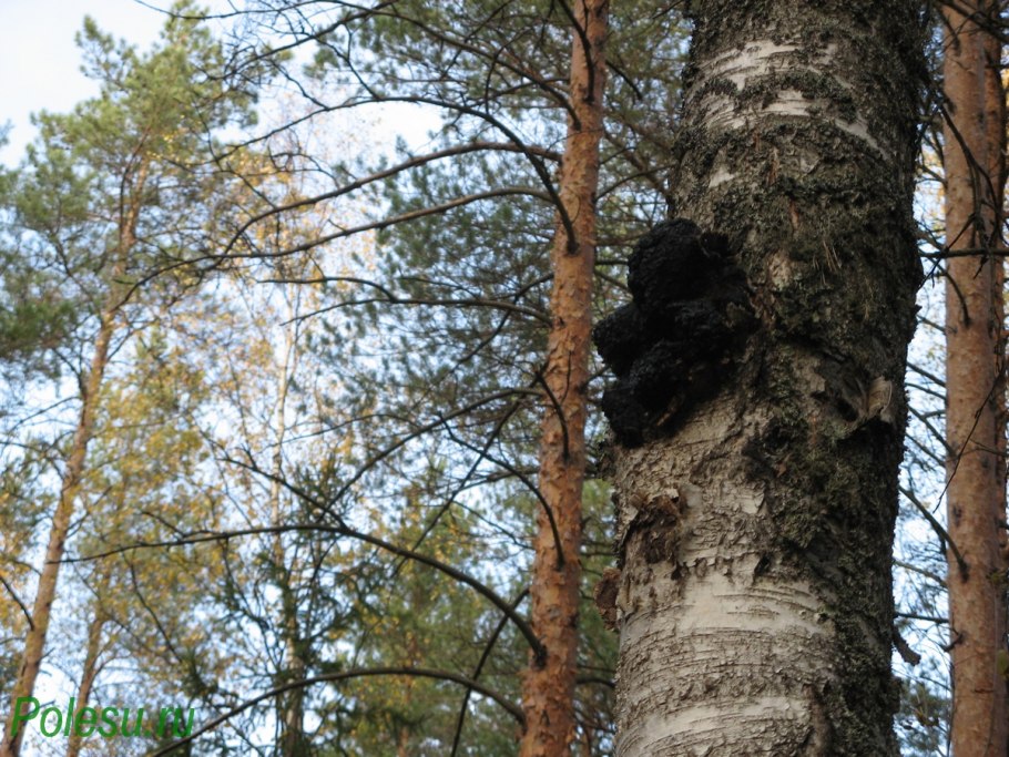 Трутовик косотрубчатый (чага)