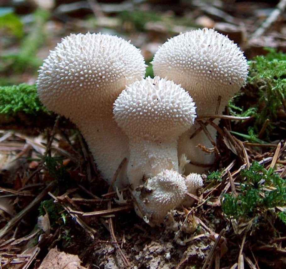 Lycoperdon perlatum
