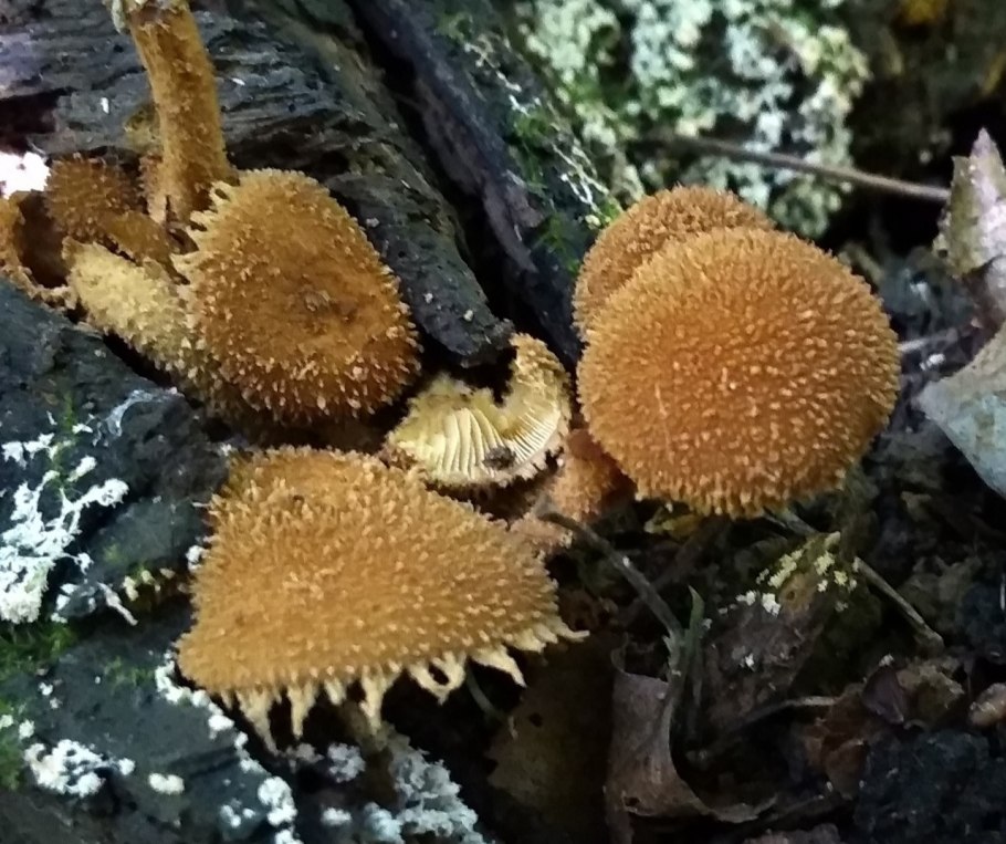 Гриб дождевик шиповатый