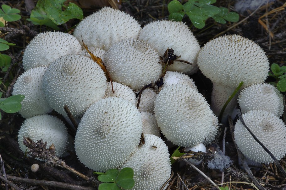 Гриб Lycoperdon perlatum