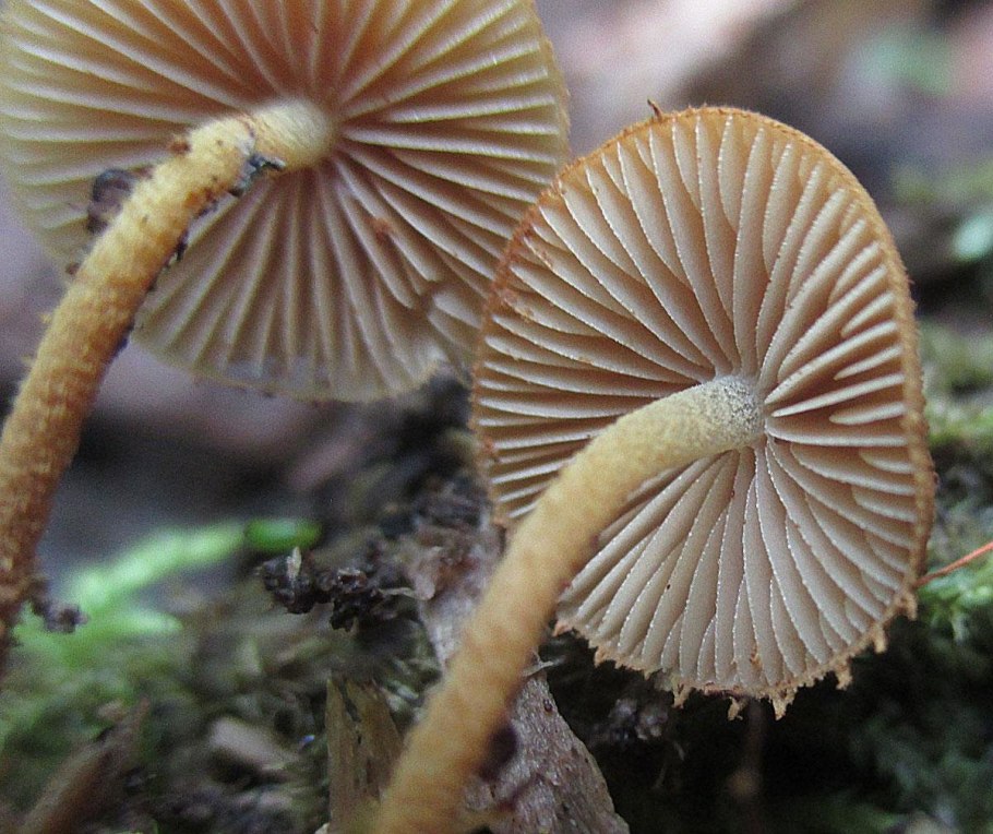 Lycoperdon echinatum