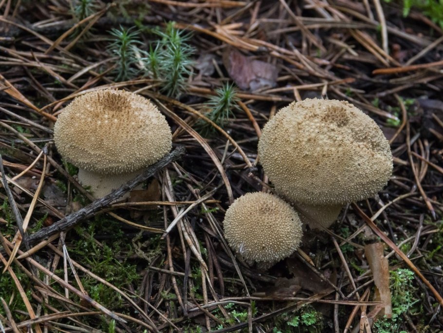 Гриб Lycoperdon perlatum