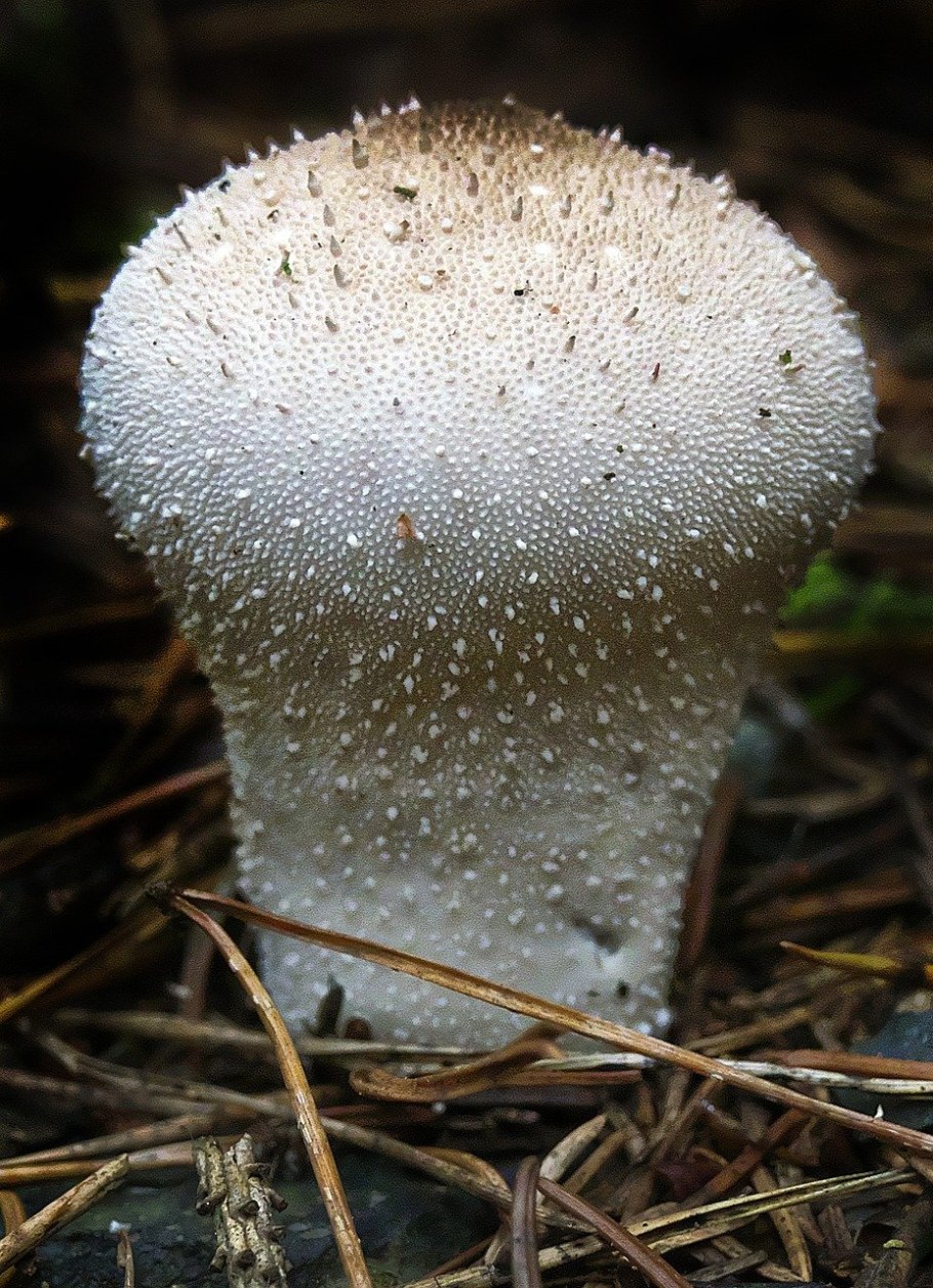 Гриб Lycoperdon perlatum