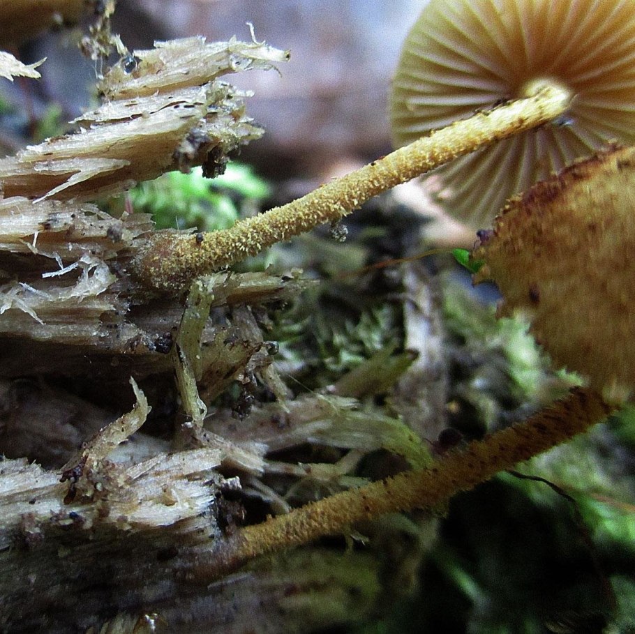 White Puffball Mushroom