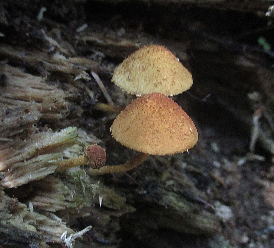 Flammulaster limulatus