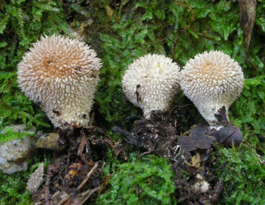 Дождевик шиповатый Lycoperdon perlatum