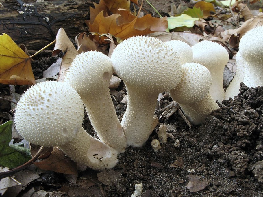 Дождевик жёлтоокрашенный (Lycoperdon flavotinctum)