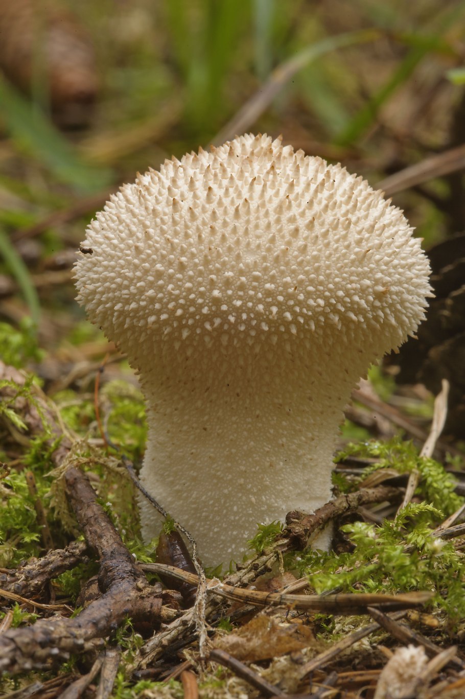 Грибы дождевик (Lycoperdon pyriforme)
