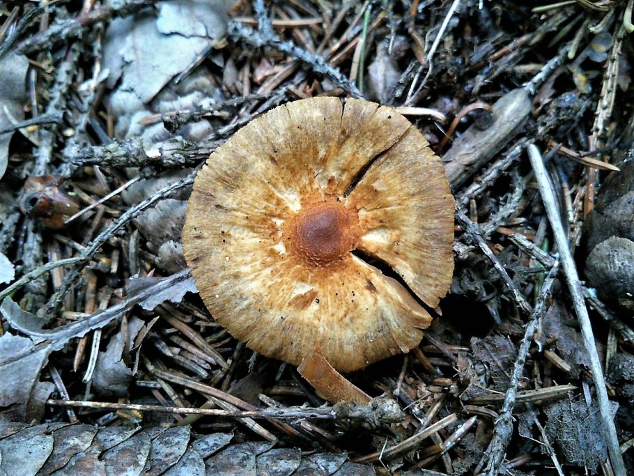 Головач мешковатый (bovistella utriformis)