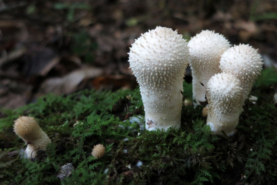 Белый гриб с колючками