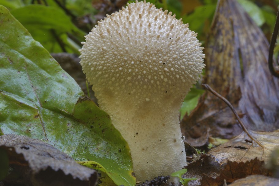 Гриб дождевик шиповатый