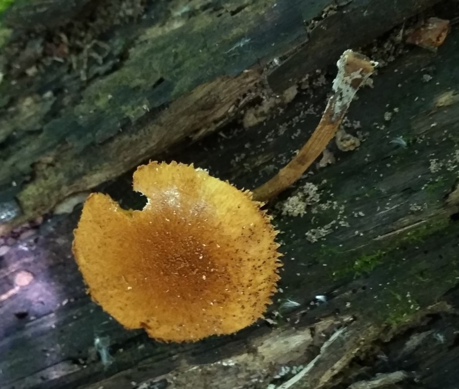 Гриб дождевик поганка