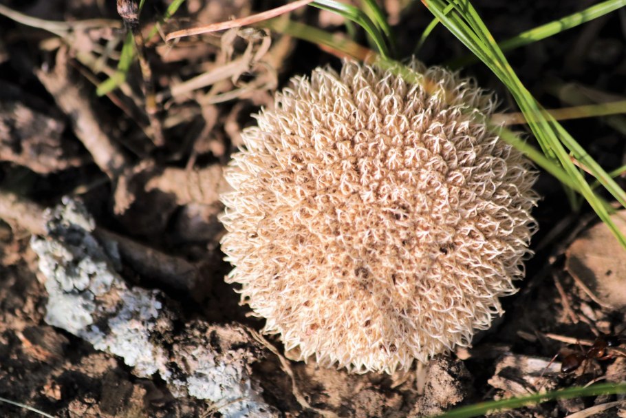 Гриб дождевик шиповатый