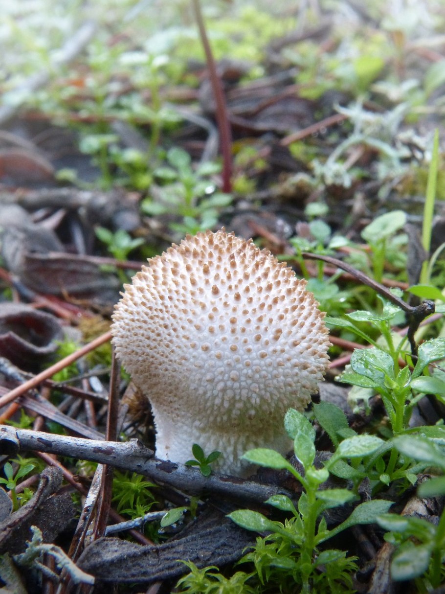 Lycoperdon echinatum