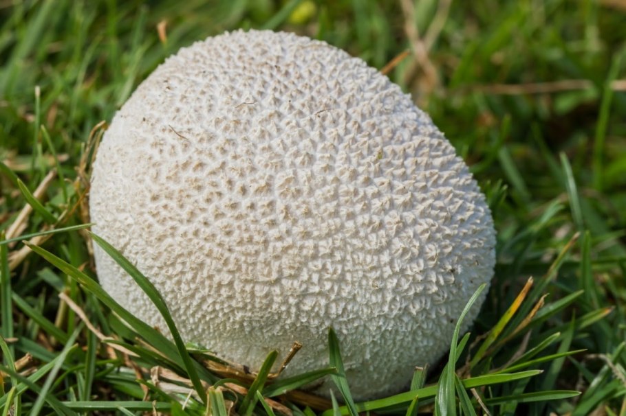 Lycoperdon perlatum