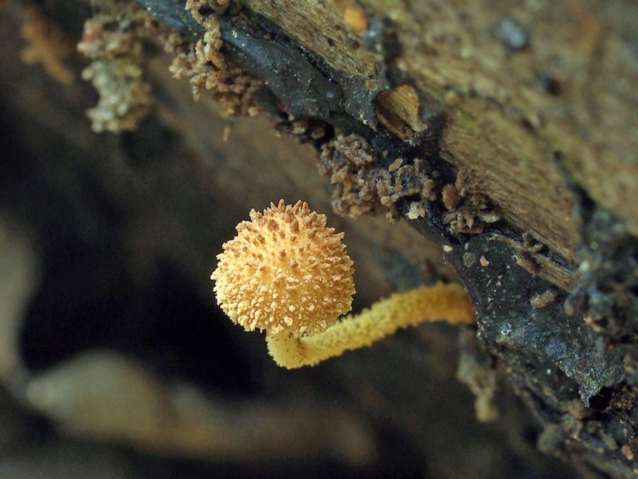 Съедобный колючий гриб