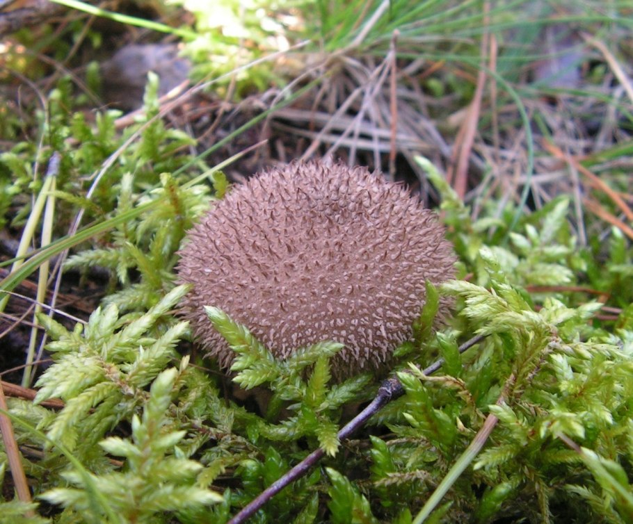 Грибы Lycoperdon