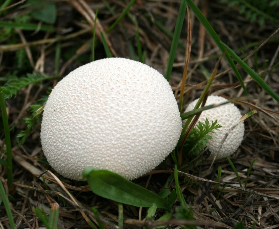 Lycoperdon perlatum