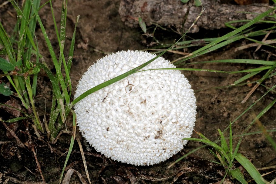 Lycoperdon perlatum