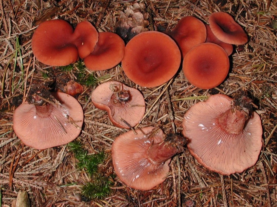 Млечник камфорный Lactarius camphoratus
