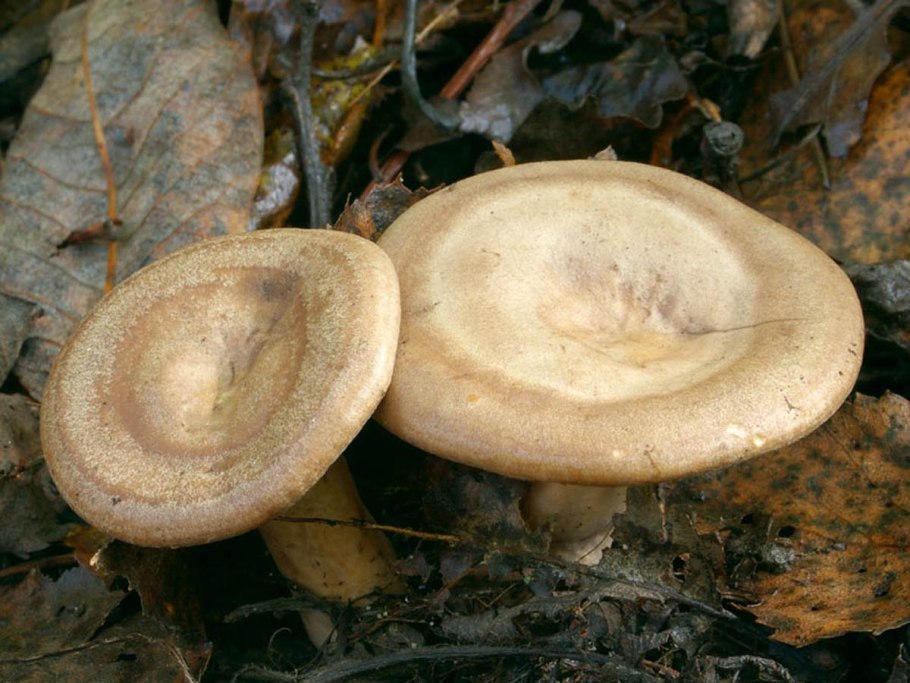 Млечник жгуче-Млечный