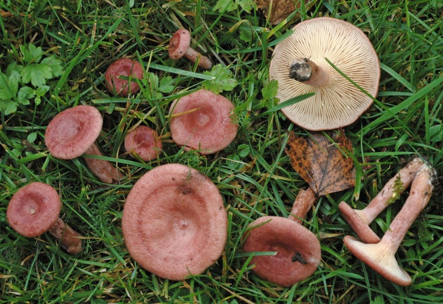 Млечник шиповатый (Lactarius spinosulus)