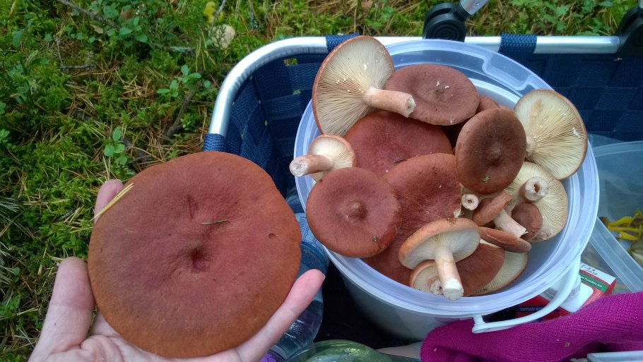 Грибы горькушки несъедобные