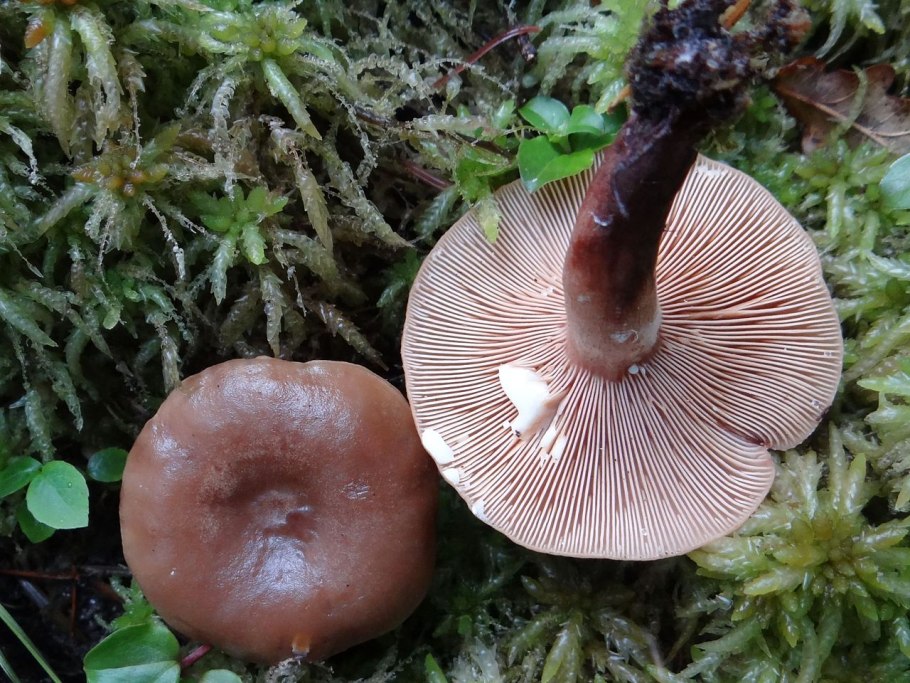 Млечник камфорный Lactarius camphoratus