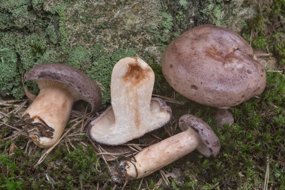 Гладыш млечник обыкновенный Lactarius trivialis