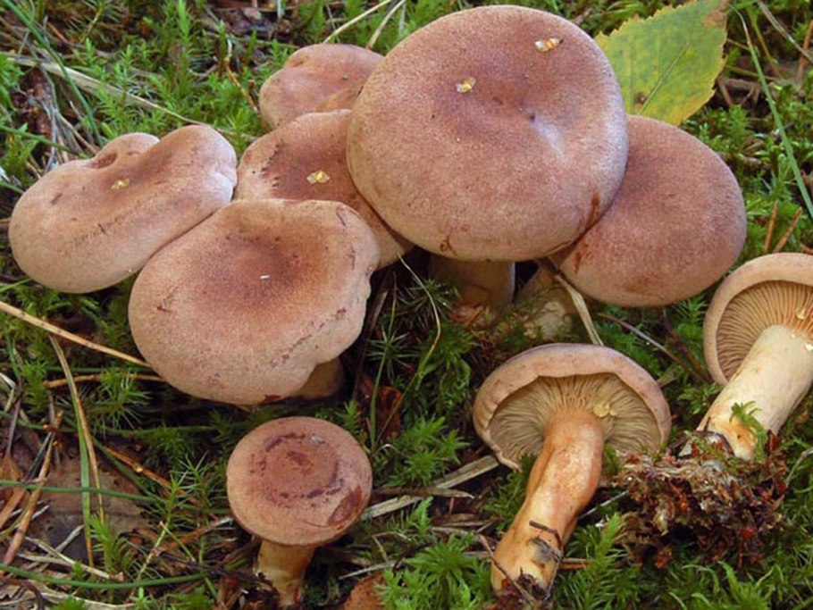 Млечник блёклый Lactarius vietus-