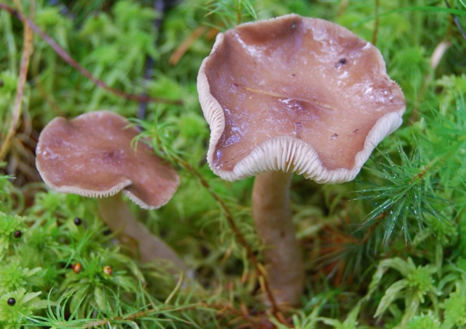 Млечник блеклый грибы