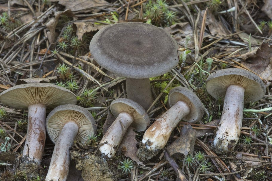 Млечник гриб серушка