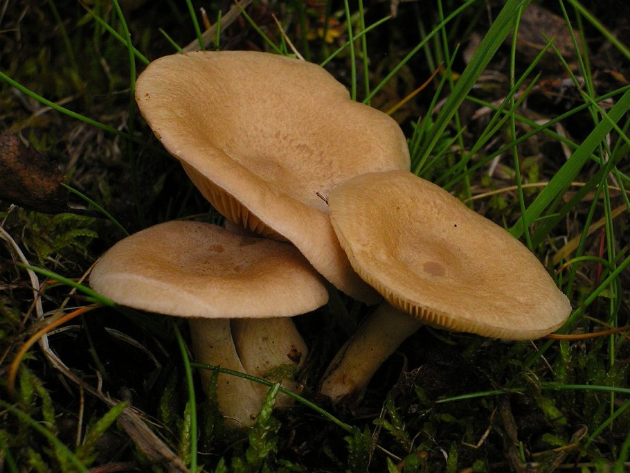 Млечник ароматный Lactarius glyciosmus