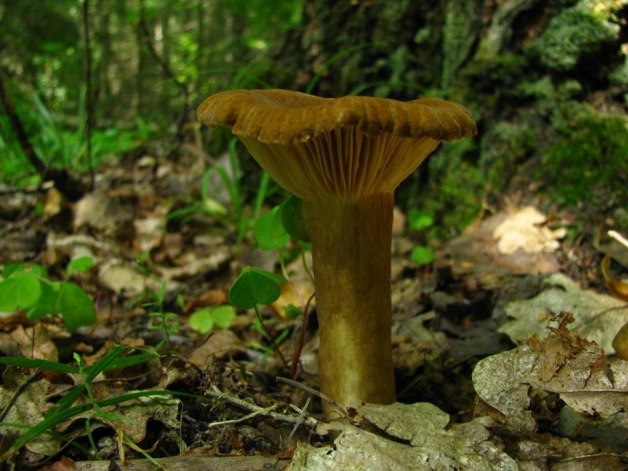 Млечник буроватый