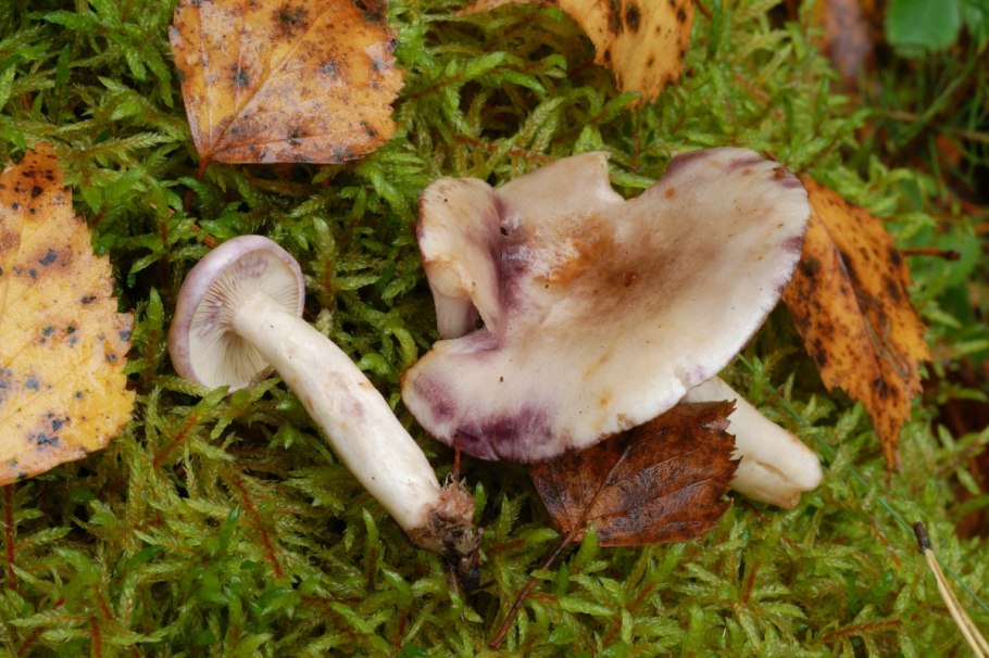 Млечник печёночный