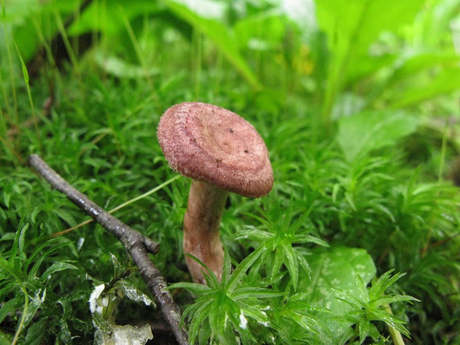 Млечник чахлый Lactarius tabidus