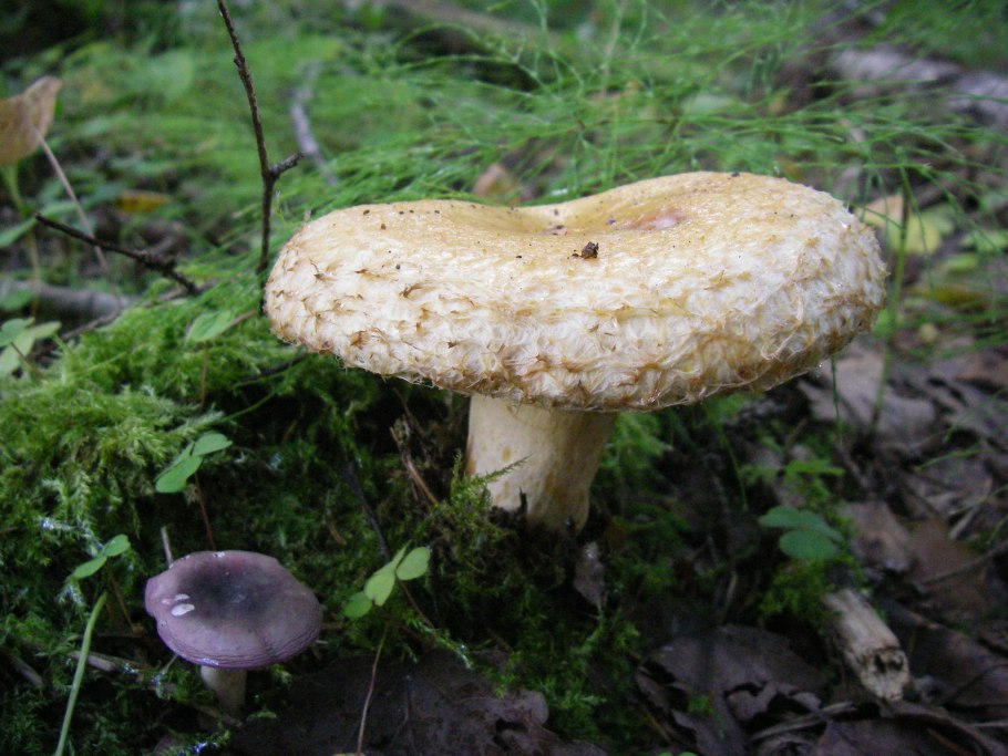 Груздь Сосновый