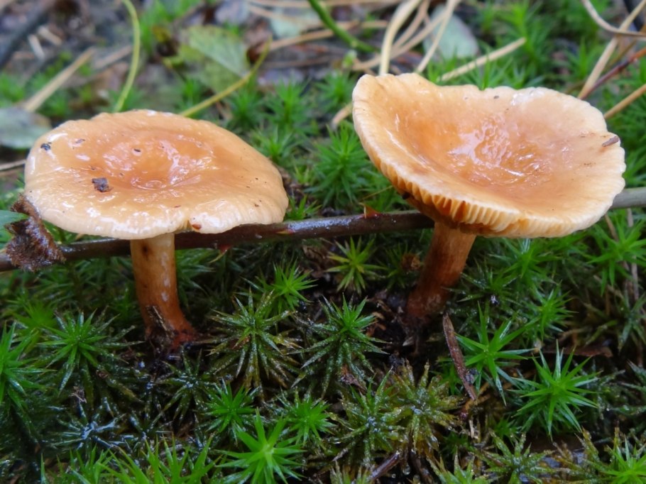 Волнушки грибы