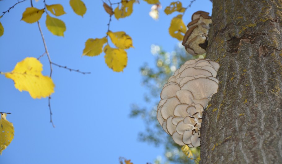 Светящийся гриб трутовик