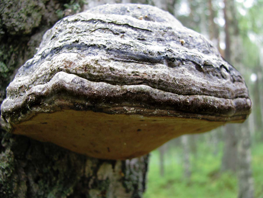 Трутовик чешуйчатый (Cerioporus squamosus)