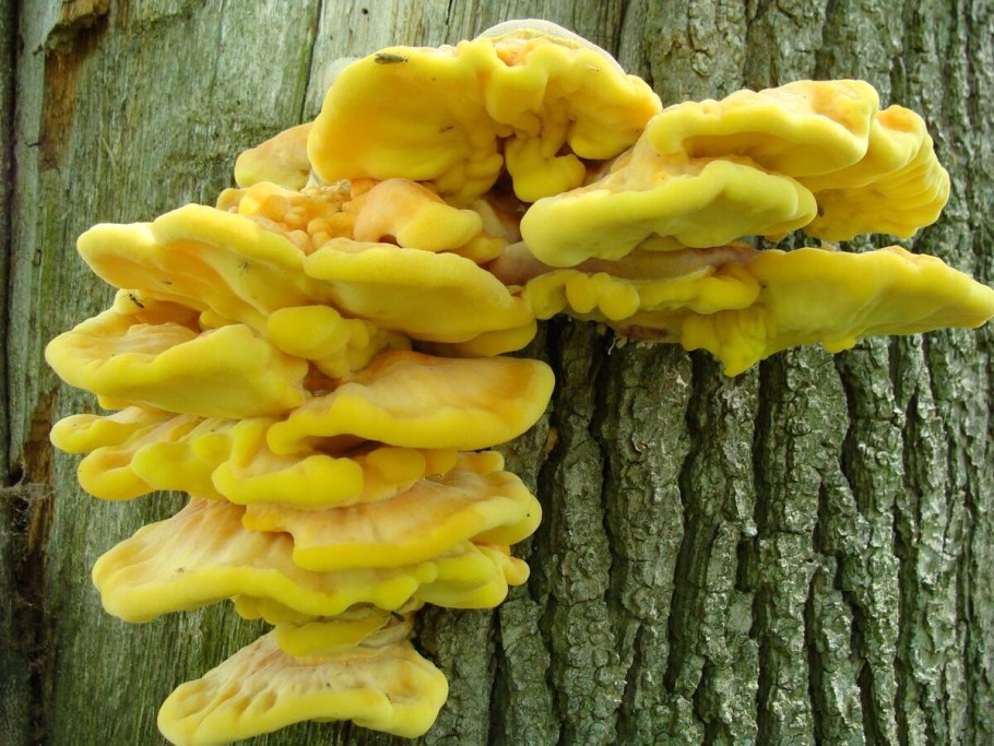 Трутовик Швейница Phaeolus schweinitzii