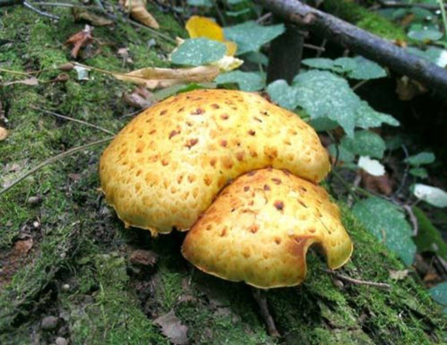 Трутовик обыкновенный fomes fomentarius