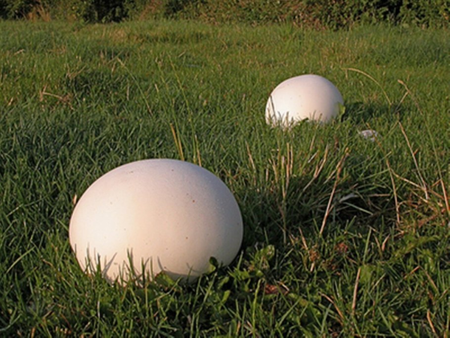 Гриб Calvatia gigantea