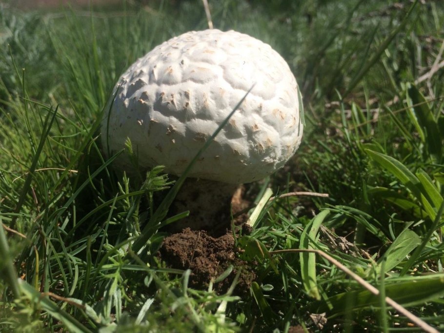 Гриб дождевик ГОЛОВАЧ