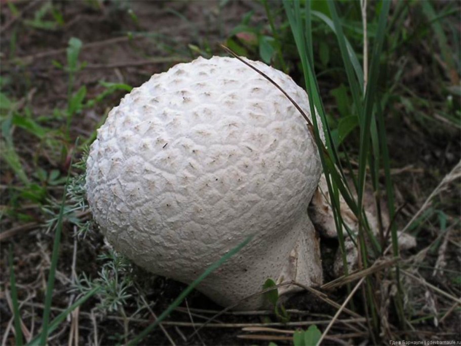 ГОЛОВАЧ продолговатый Lycoperdon excipuliforme