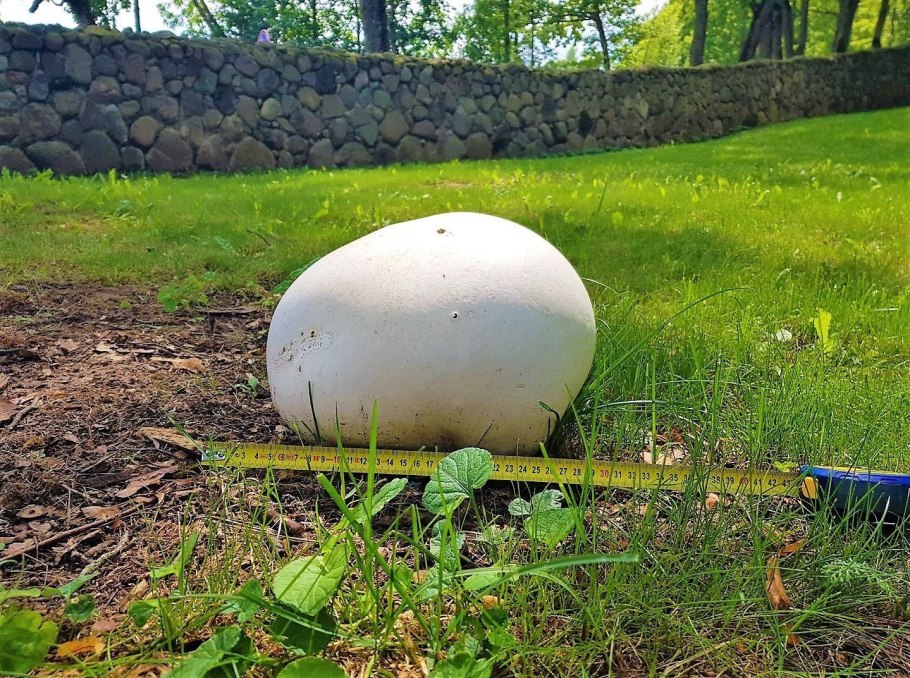 ГОЛОВАЧ продолговатый (Calvatia excipuliformis)
