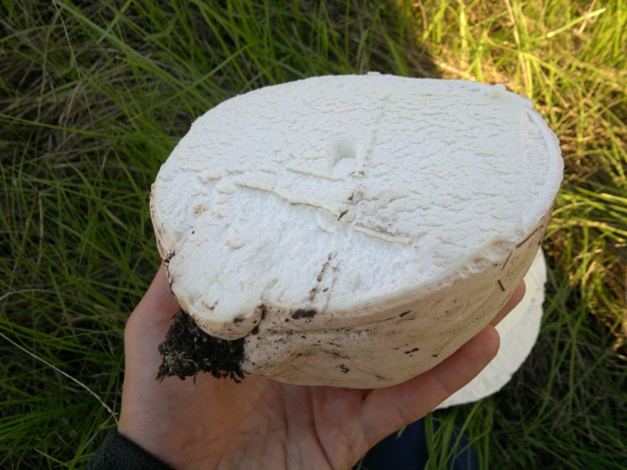 Гриб ГОЛОВАЧ