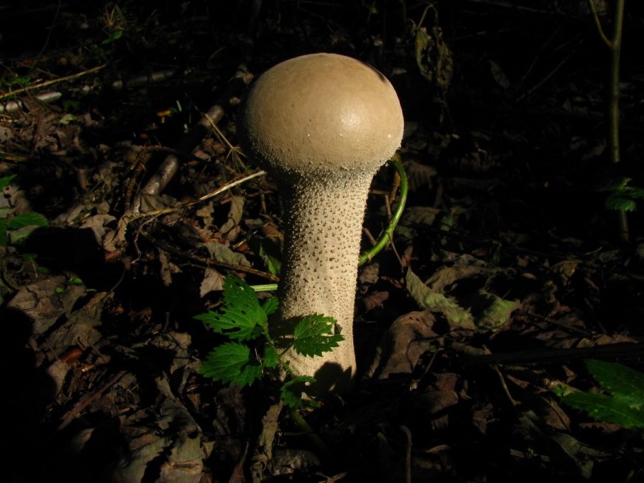 Крымский шампиньон